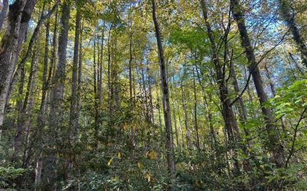 Photo of Tract 1 Tusquittee Road #Tr 1, HAYESVILLE, NC 28904